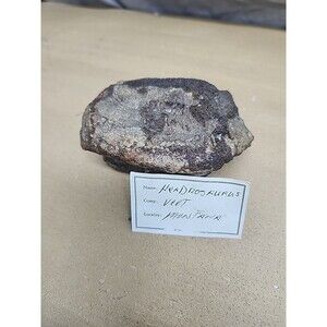 Large Hadrosaur Fossil Vertebrae  Dinosaurm from Montana